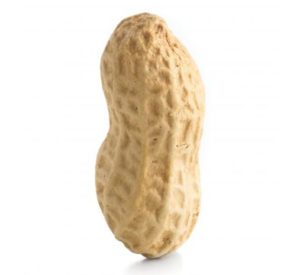 Image of peanut on white background