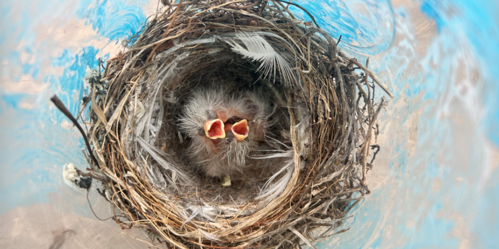 Baby birds in a nest on a blue background