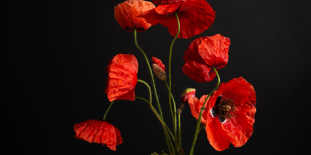 Poppies on a black backgrond