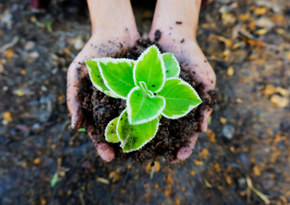 Plant being held in soil