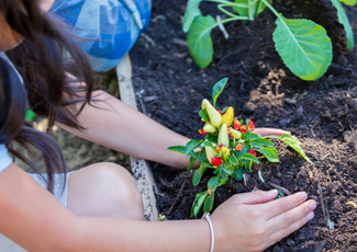 Children planting peppers