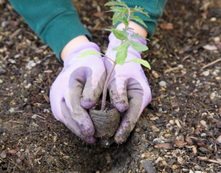 Hands planting